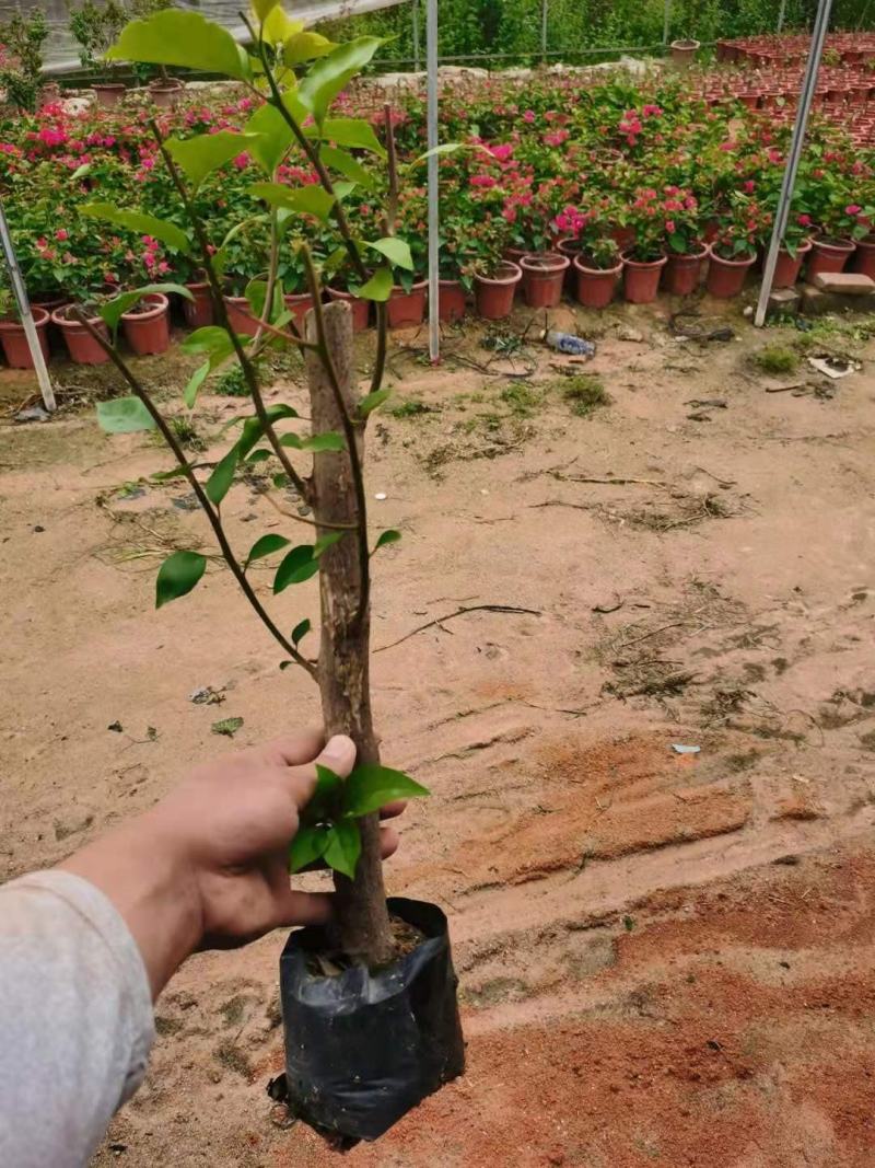 袋苗三角梅