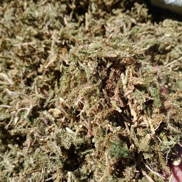 伸筋草，色青干货切断没切都有，可预定切断欢迎订购