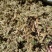 伸筋草，色青干货切断没切都有，可预定切断欢迎订购