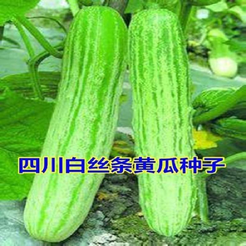 【厂家直销】白丝条黄瓜种子四川绿白黄瓜老品种旱黄瓜
