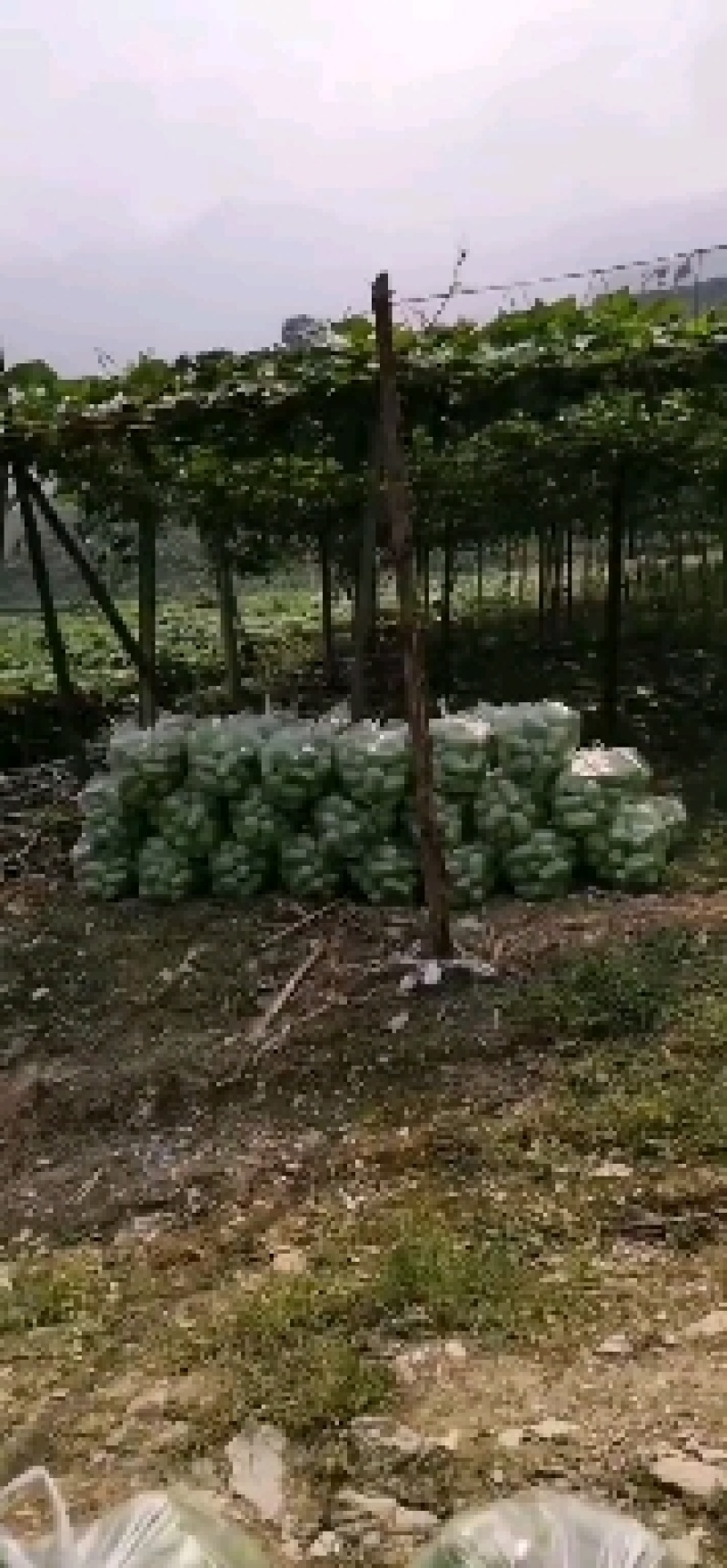 【佛手瓜】云南高山佛手瓜，产地发货，量大从优