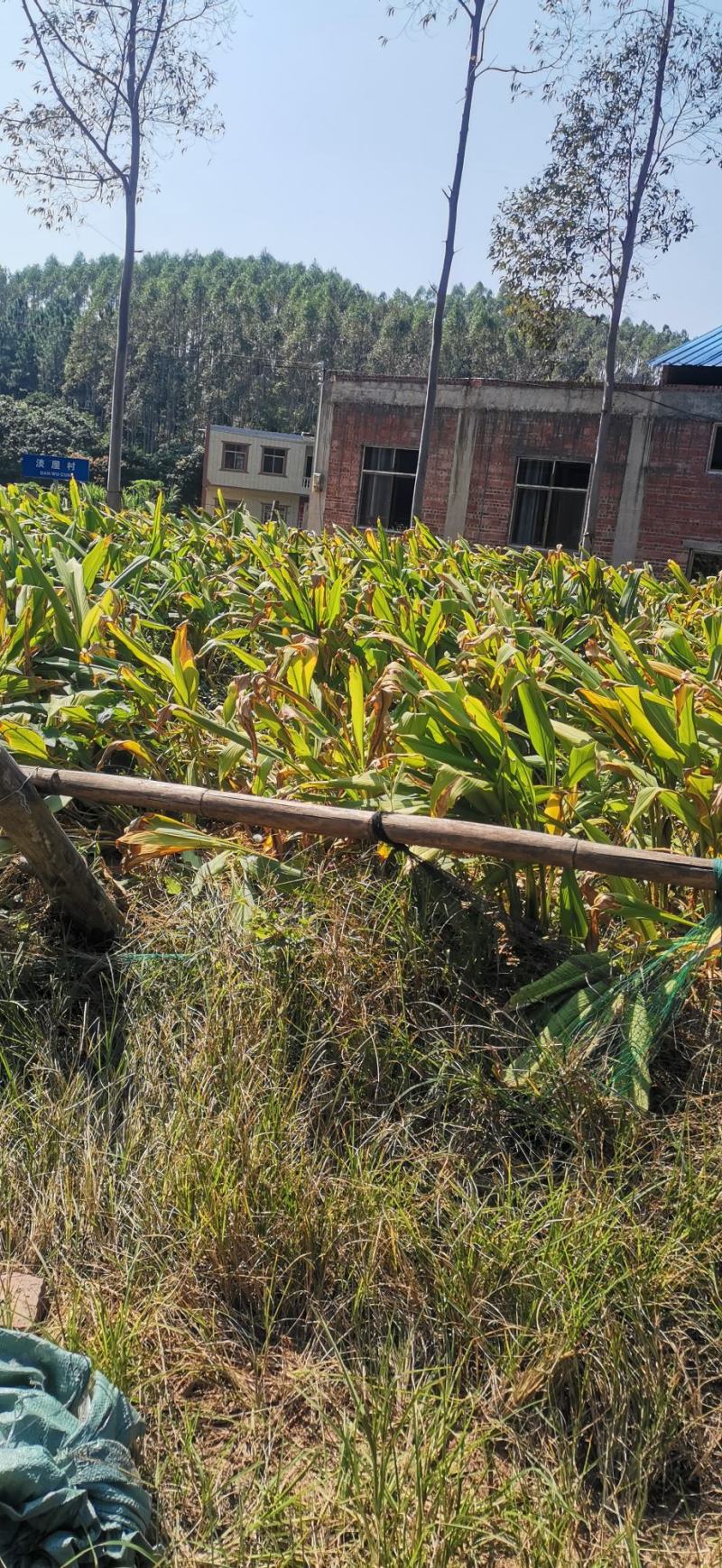 莪术中药材代收广西本地种植现挖现收品质优良