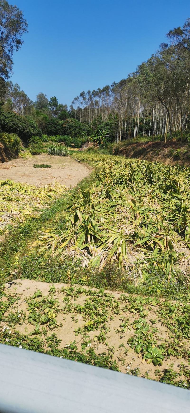 莪术中药材代收广西本地种植现挖现收品质优良
