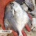 单冻白鲳鱼干冰液氮急冻无冰衣2-43-5等
