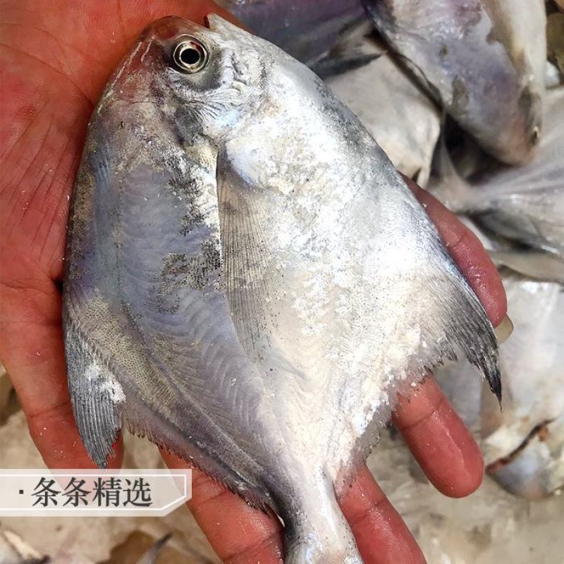 单冻白鲳鱼干冰液氮急冻无冰衣2-43-5等