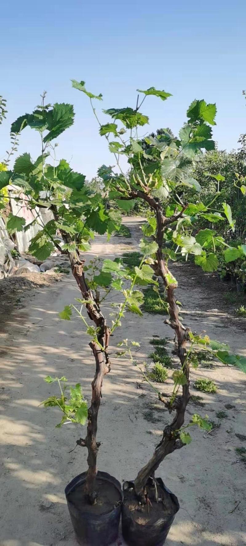 葡萄树苗南北方盆栽地栽种植当年结果高产红提美人指葡萄爬藤