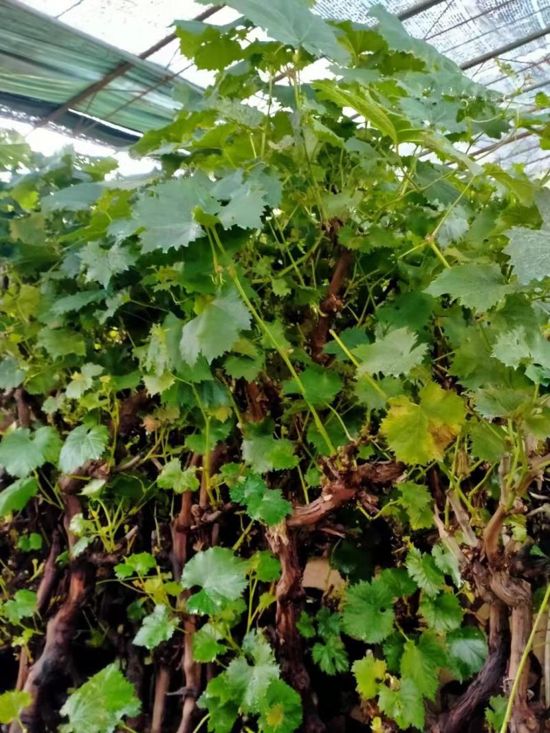 葡萄树苗南北方盆栽地栽种植当年结果高产红提美人指葡萄爬藤