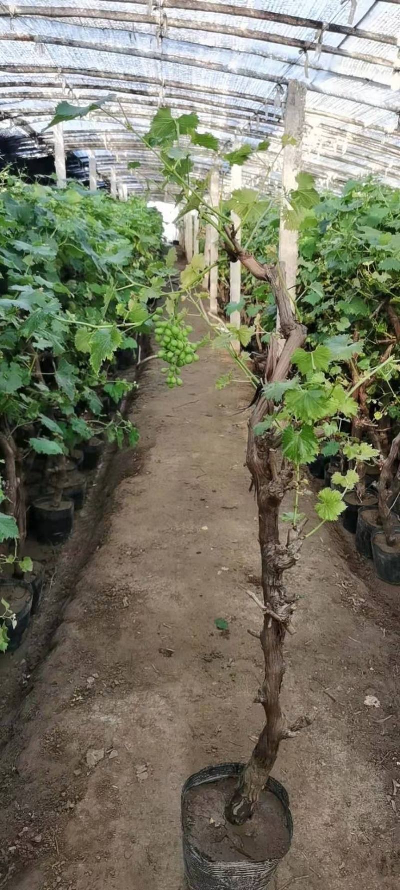 葡萄树苗南北方盆栽地栽种植当年结果高产红提美人指葡萄爬藤