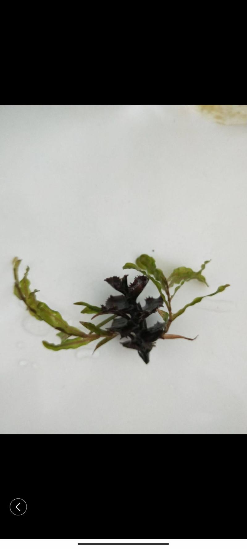 菹草草种子