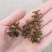 菹草草种子