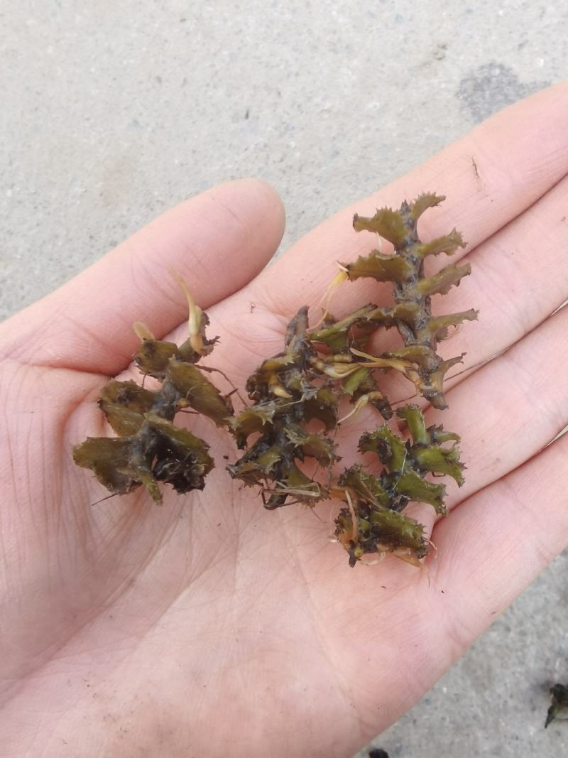 菹草草种子