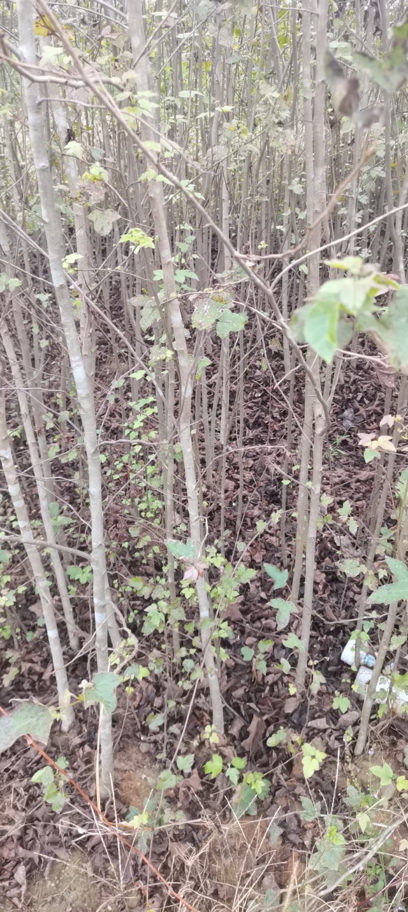 两年枫香苗供应，造林苗大量供应，品质有保障