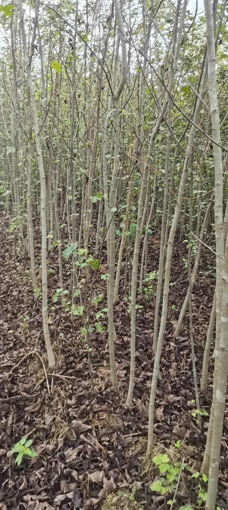 两年枫香苗供应，造林苗大量供应，品质有保障