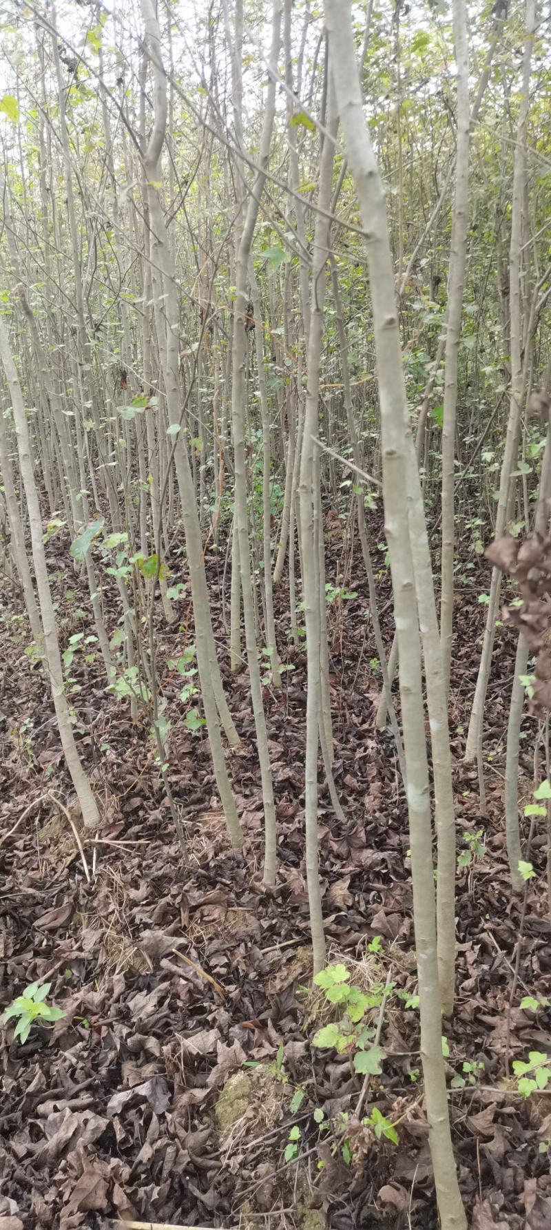 两年枫香苗供应，造林苗大量供应，品质有保障