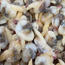 黄蚬子肉蛤蜊肉无沙花甲肉江苏海鲜水产贝类花甲肉蚬子肉