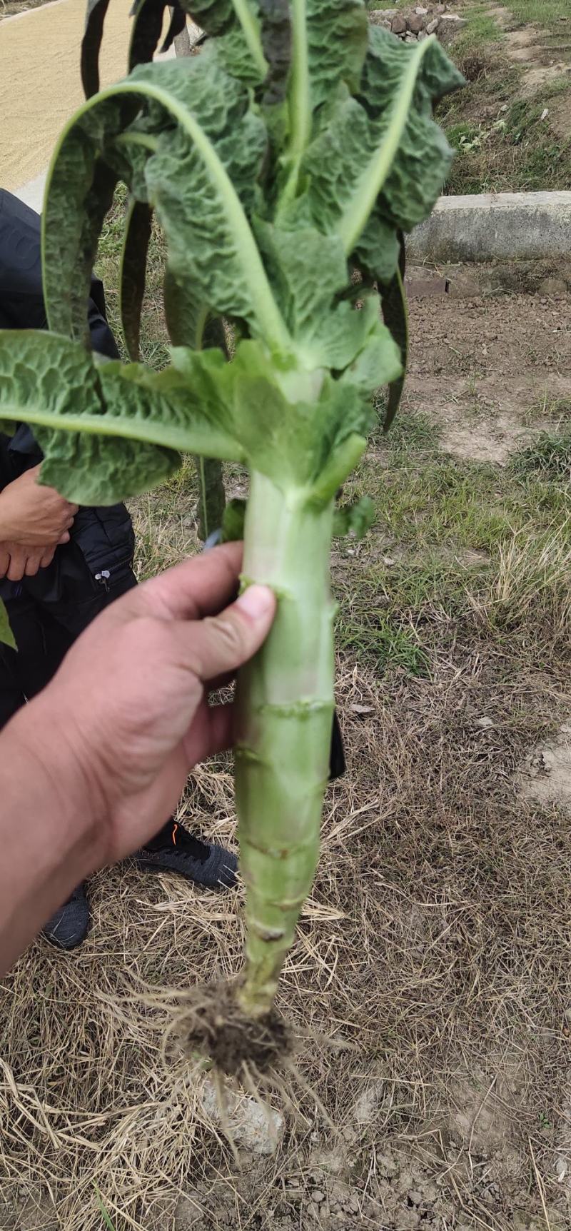 精品红叶莴苣，基地直供，保质保量代发全国