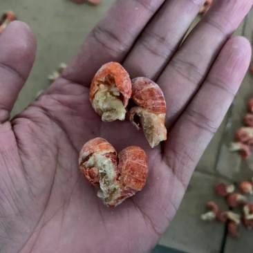 龙虾尾