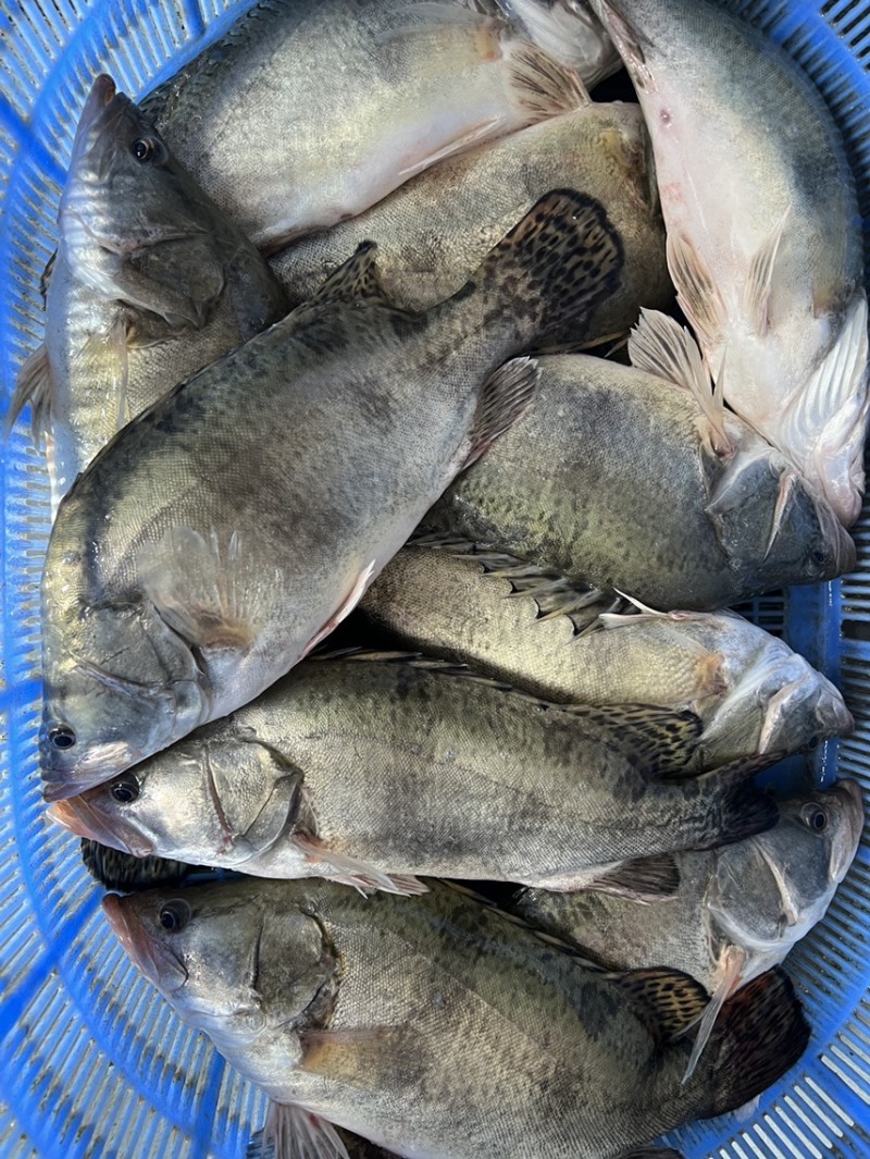 桂花鱼苗，鳜鱼苗，优质良种，规格齐全，己训过料场地直供。