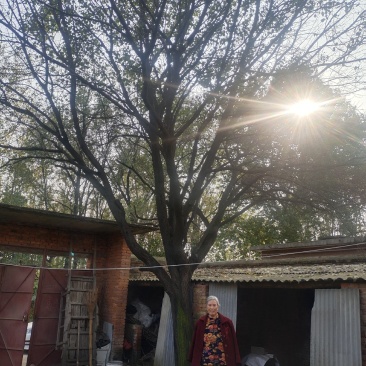 古树，杏树，35大杏树