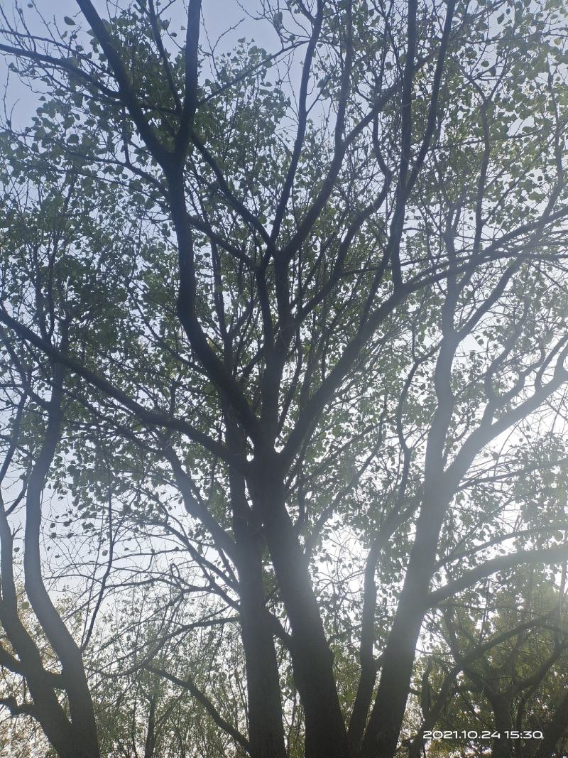 古树，杏树，35大杏树