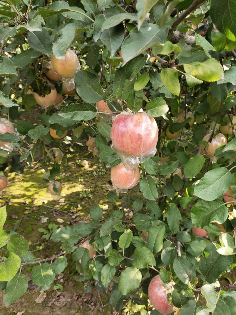 冠县红富士苹果大量上市