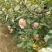 冠县红富士苹果大量上市