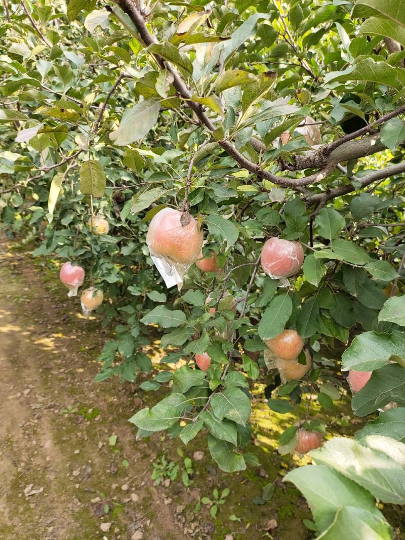 冠县红富士苹果大量上市