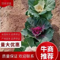 羽衣甘蓝各种规格品种齐全质优价廉欢迎咨询