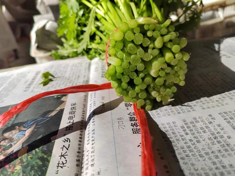 【好货】山东万亩茼蒿大量上市常年供货保质保量诚信经营