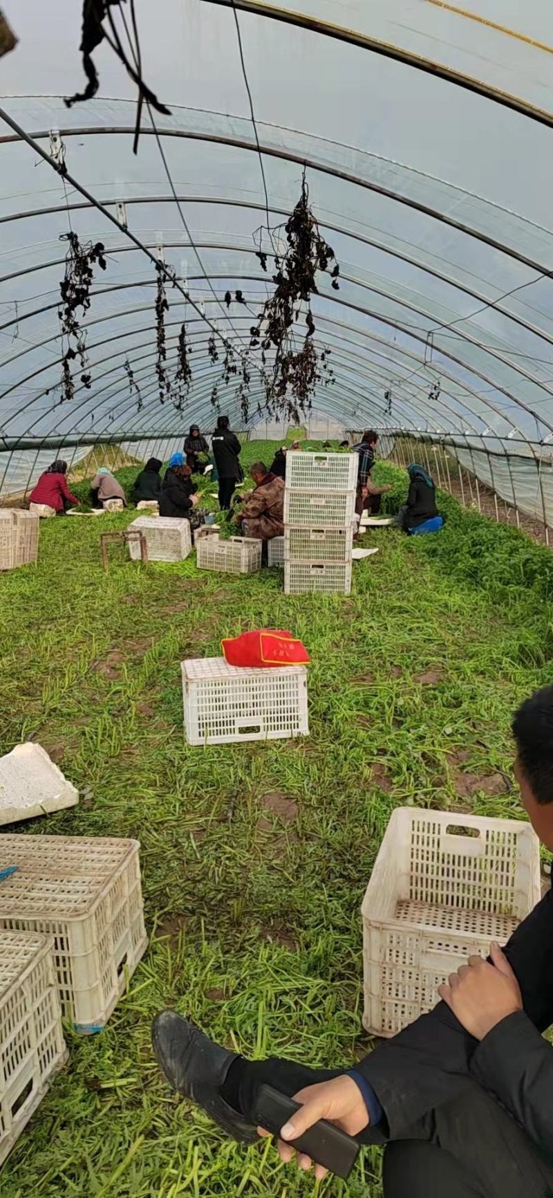 【好货】山东万亩茼蒿大量上市常年供货保质保量诚信经营