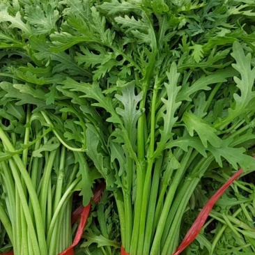 【好货】山东万亩茼蒿大量上市常年供货保质保量诚信经营