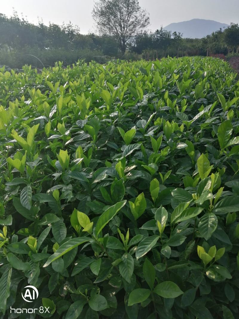 【品质保证】栀子花苗工程绿化苗木大叶栀子花花特香花朵特大