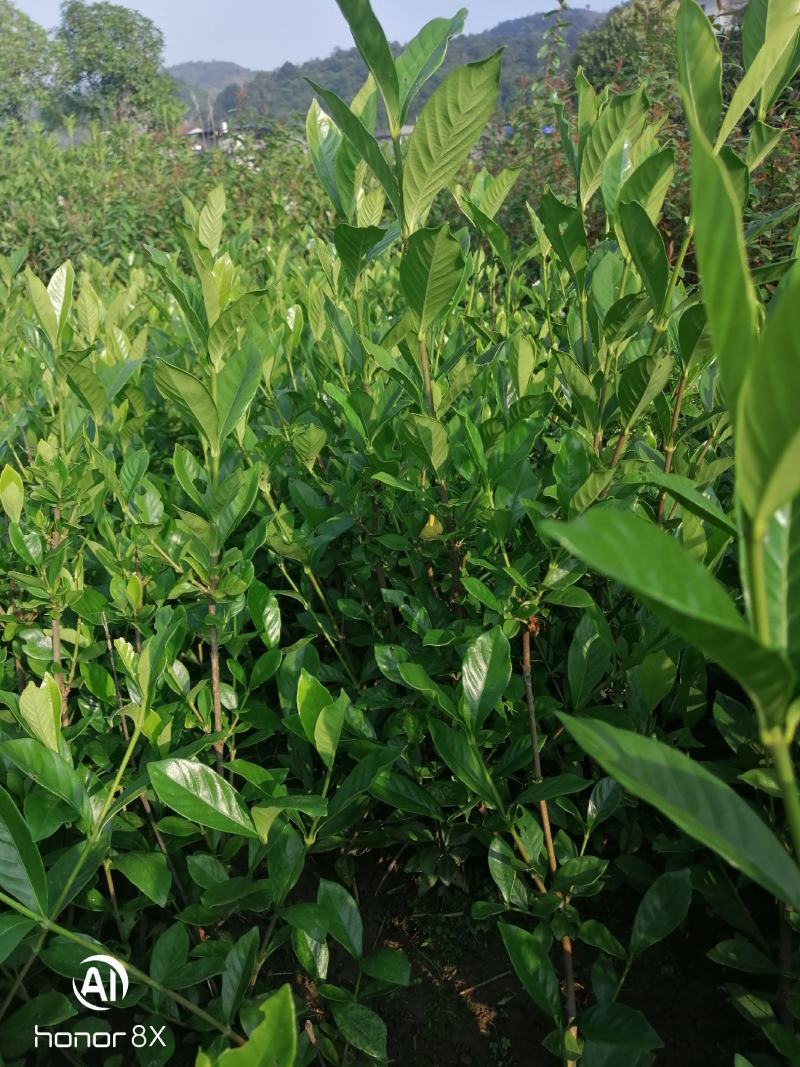 【品质保证】栀子花苗工程绿化苗木大叶栀子花花特香花朵特大