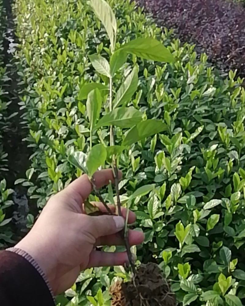 【品质保证】栀子花苗工程绿化苗木大叶栀子花花特香花朵特大