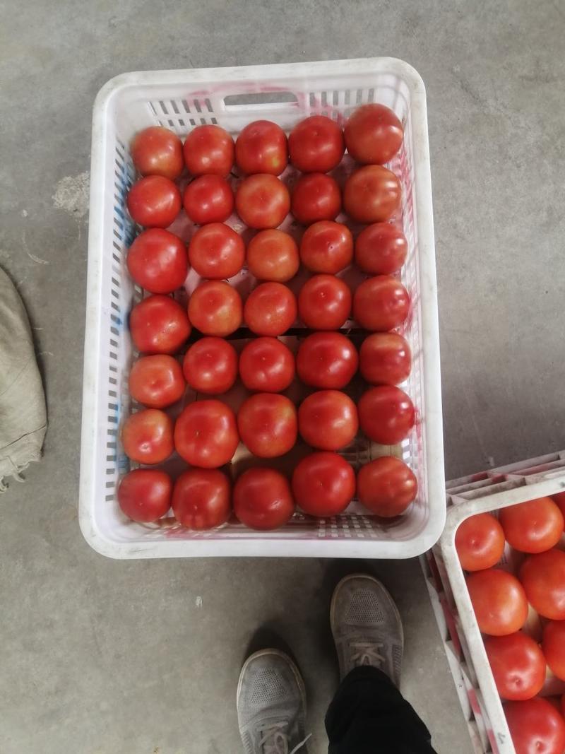 大红西红柿