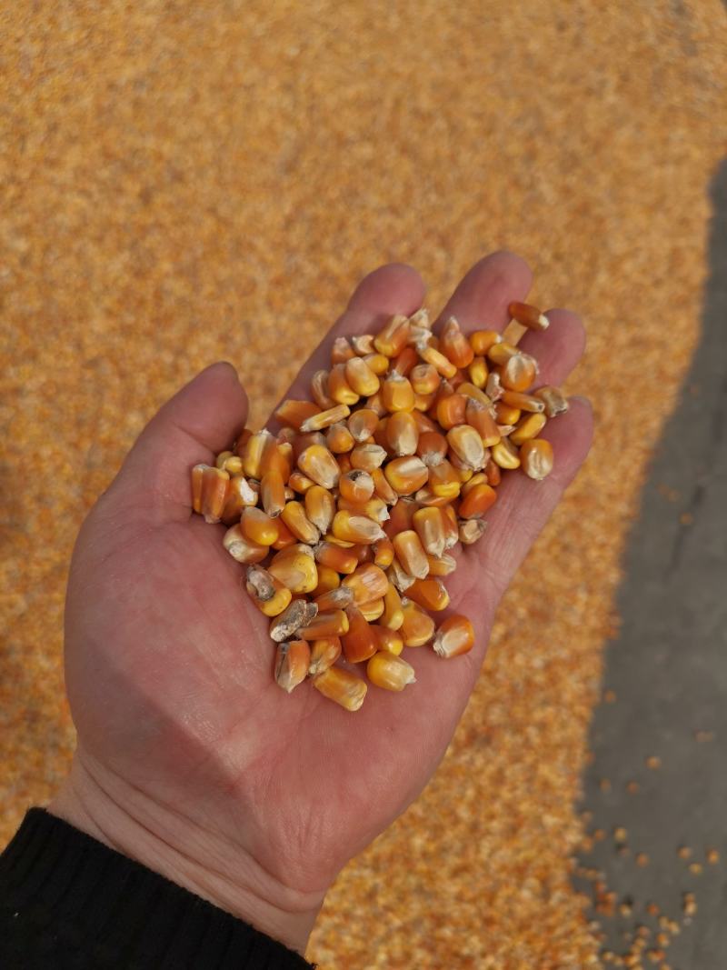 新玉米黑龙江干玉米，胶质玉米，国标干玉米