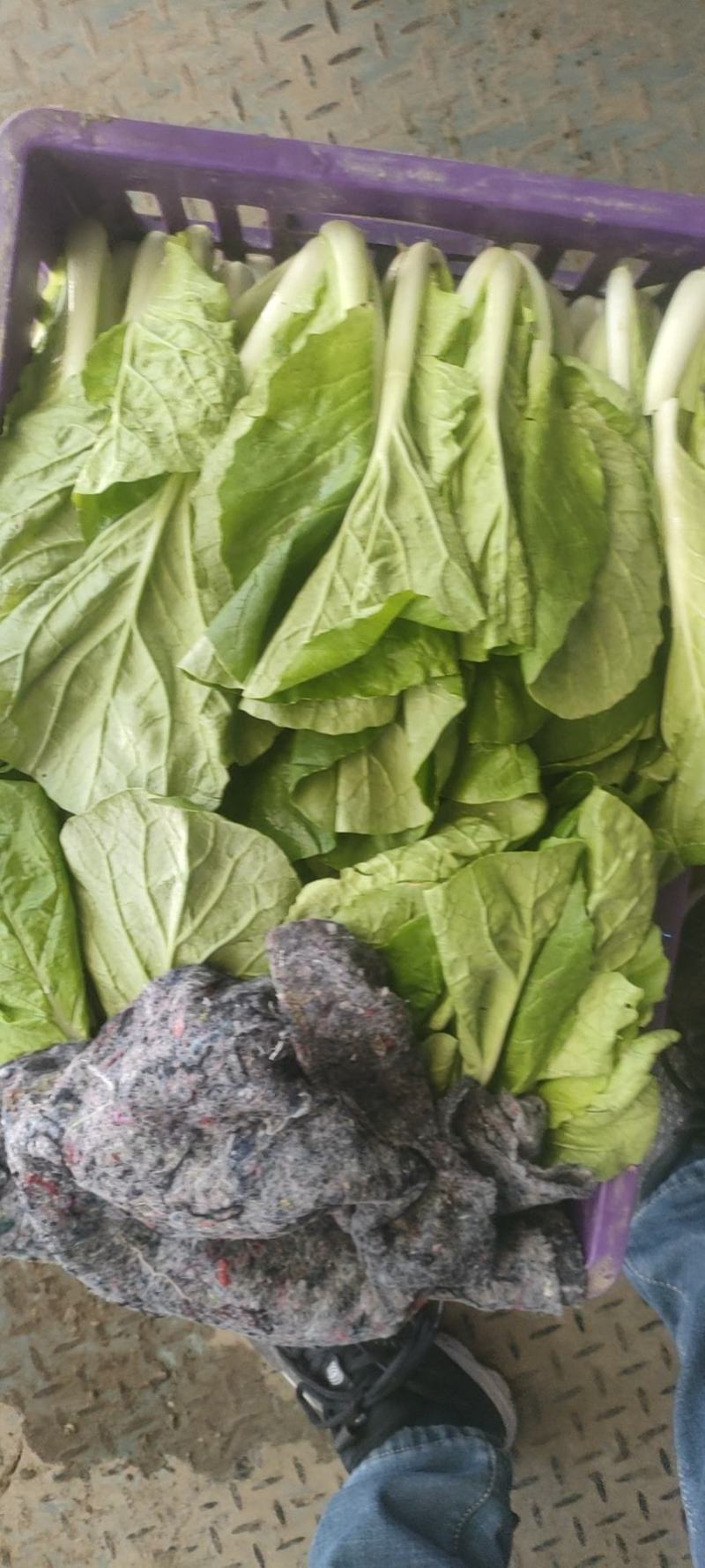上海青大量有货安徽上海青太和油菜