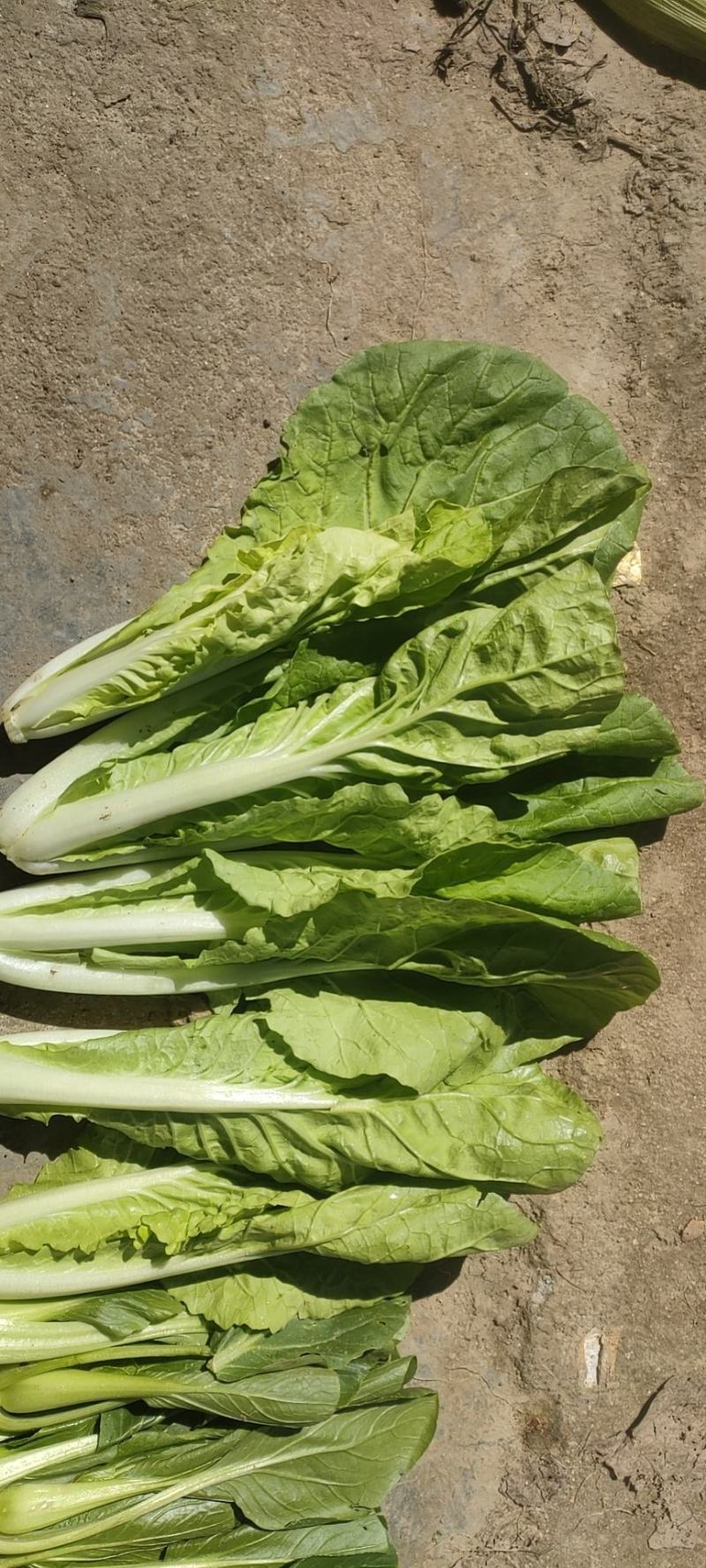 上海青大量有货安徽上海青太和油菜