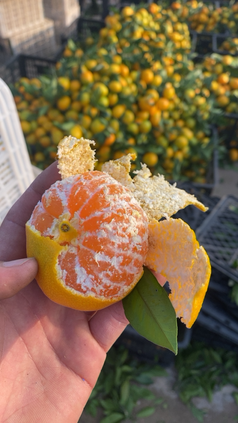 湖北十堰本地高山蜜橘细皮果糖度高黄度好皮色亮