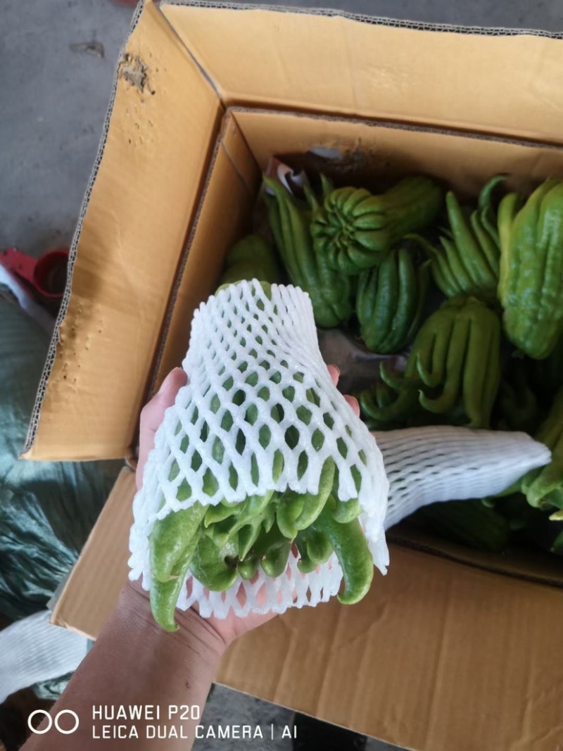 新鲜佛手柑广佛手鲜果基地直供奶茶店专用