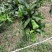 新鲜佛手柑广佛手鲜果基地直供奶茶店专用