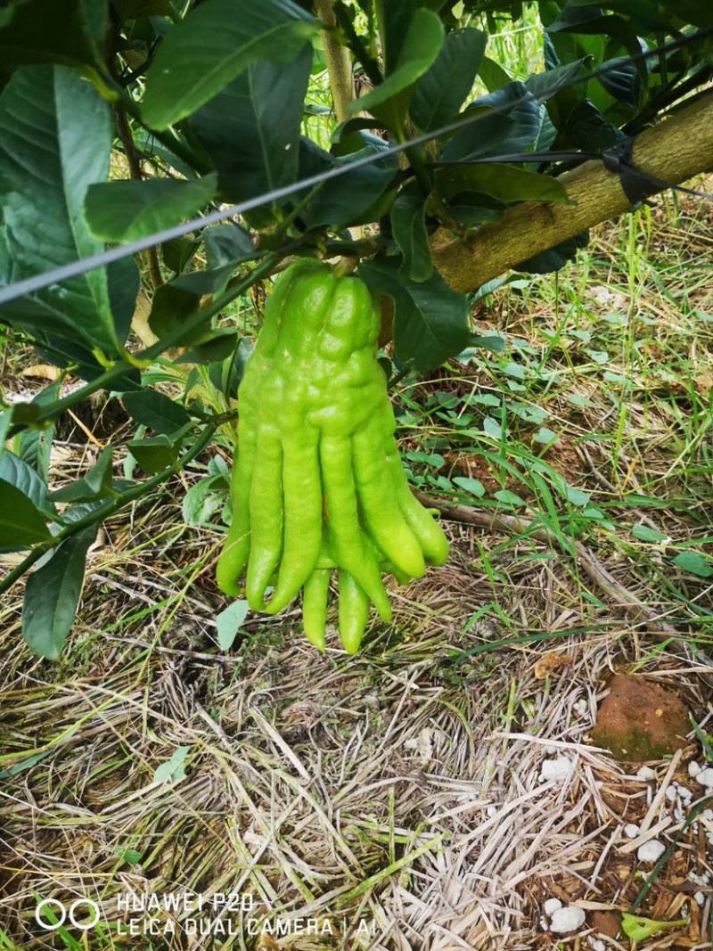 新鲜佛手柑广佛手鲜果基地直供奶茶店专用