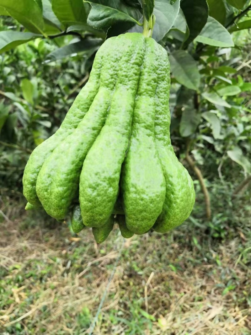 新鲜佛手柑广佛手鲜果基地直供奶茶店专用