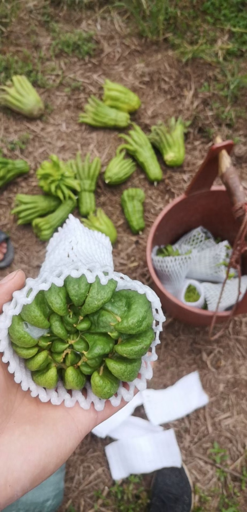 新鲜佛手柑广佛手鲜果基地直供奶茶店专用