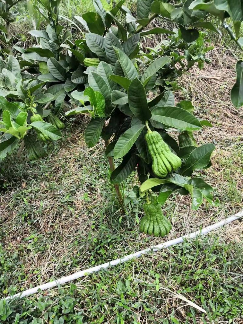 新鲜佛手柑广佛手鲜果基地直供奶茶店专用