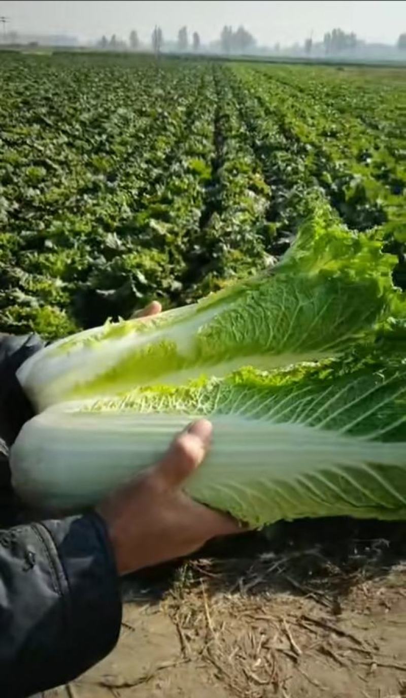 秋绿60白菜，60白菜，绿麻叶白菜，，，，，，