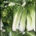秋绿60白菜，60白菜，绿麻叶白菜，，，，，，