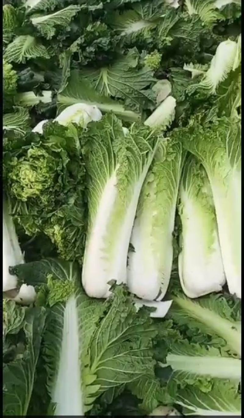 秋绿60白菜，60白菜，绿麻叶白菜，，，，，，