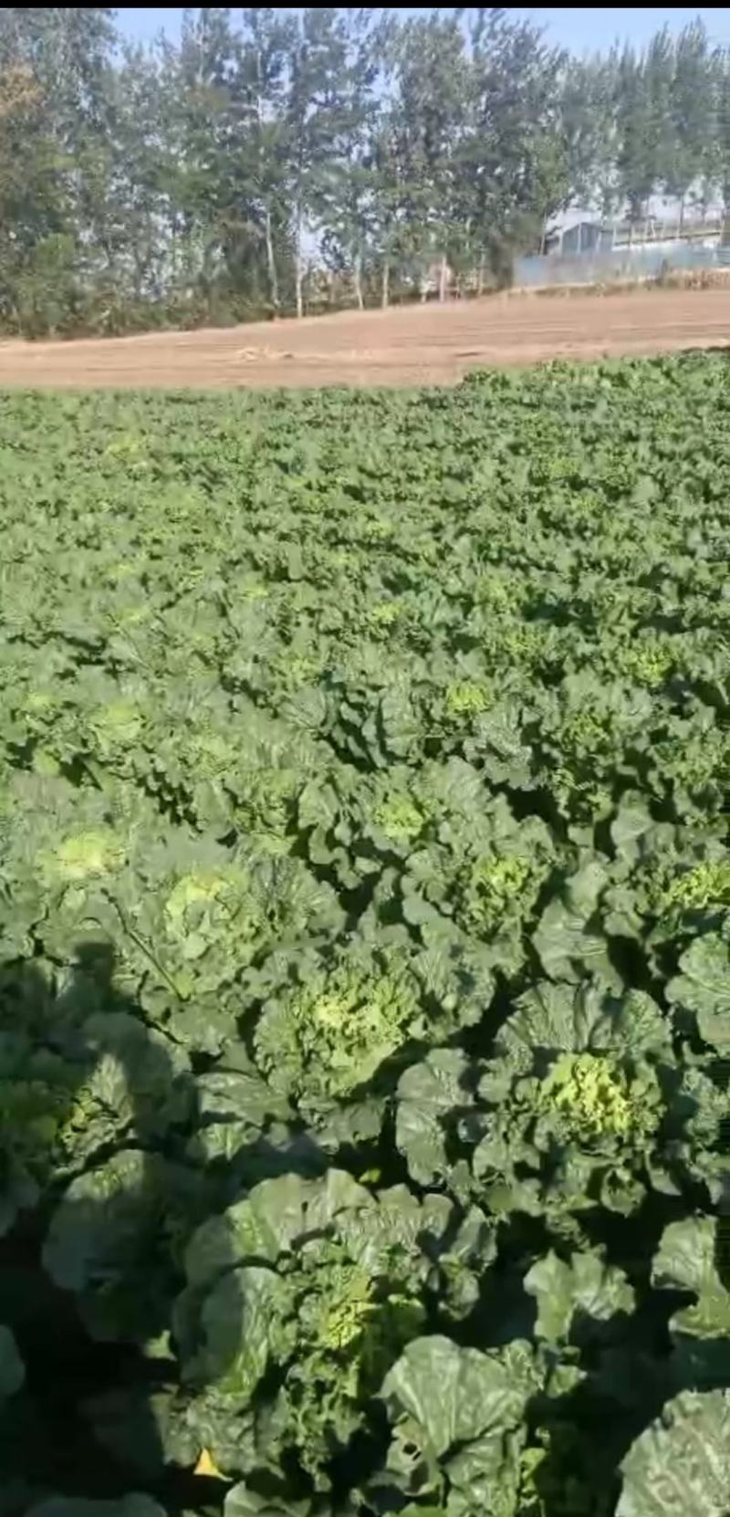 秋绿60白菜，60白菜，绿麻叶白菜，，，，，，