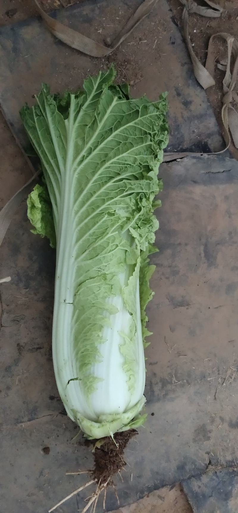 秋绿60白菜，60白菜，绿麻叶白菜，，，，，，